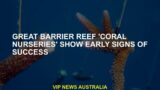 Great Barrier Reef 'Mercan Nursery' shows symptoms of early success