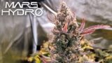 HARVEST DAY!! MY GROW WAS ALMOST RUINED!! – The Mars Grow: S2 EP7 | Mars Hydro FC 6500