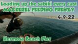 HEAT WAVE FISHING! Fishing for mackerel at HERMOSA BEACH PIER 4-9-22