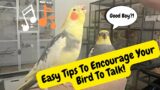 How To Teach Your Bird To Talk! | TheParrotTeacher