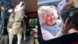 Husky Cried With Joy Seeing Granny At Christmas
