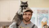 I Rented a Raccoon to Simulate Having a Child