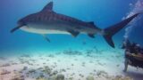 It's one more video about diving with tiger sharks in Fuvahmulah Island at the trip on August.
