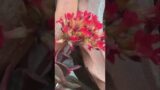 Kalanchoe variety in a Terracotta Ghat #shorts #shortvideo #youtubeshorts