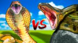 King Cobra vs Anaconda!
