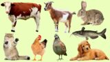 Learn Farm Animal Names and Sounds for Kids – Teach Pet Animal Sounds – Smart Kids Pedia