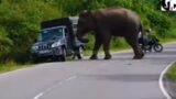 Let's identify the only troublemaker among the elephants on the road