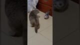 Ma'am to the rescue #short  #cats      #trending
