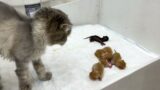 Mama cat abandoned her newborn kittens, other cats rush to the rescue
