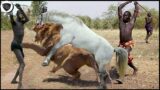 Massai Tribe Combine With Wild Horses To Stop The Lion Brutal Attack