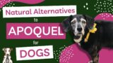 Natural Alternatives to Apoquel for Dogs with Dr. Bob Ulbrich