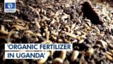 Organic Fertilizers To The Rescue In Uganda, Sustainable Housing In Morocco + More | EcoAfrica