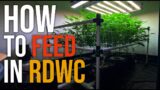 RDWC Mixing & Feeding Nutrients – How I Feed My Plants