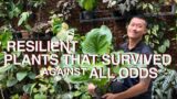 Resilient plants that survived against all odds