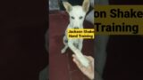 Street Dog hello Training #dog #doglover #shorts #doglife #trending #viral #pet #animals