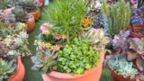 Succulent Arrangement in Big Terracotta Pot