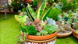 Succulent Arrangement in Vintage Terracotta Pot