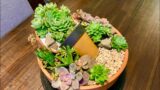 Succulent Arrangement in Wide Terracotta Pot