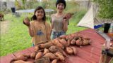 Sweet potatoes are so easy to grow!