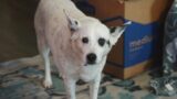 To the Rescue: Indy CARES foster program
