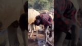 Tribe that washes their hair with cow urine in South Sudan #shorts