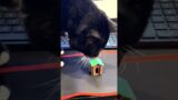 Troublemaker Cats – Funny Cat Moments Videos VOL.5