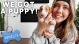 We Got A Mini Dachshund Puppy! | Vlogmas Day 11!