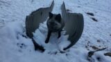 Winter agility with Muttias fox. Vixie tries her best.