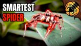 World's SMARTEST Spider! Plus MUCH More