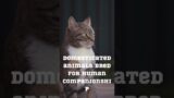 are cat cafes ethical