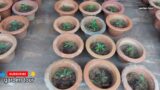 houseplants planting in  pots #gardening #trending#viral #hacks #Terracotta pots decor #garden  tour