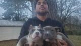these 2 monster pups available stacked ped american bully pocket / micro abkc papers