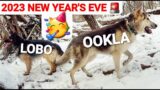 2023 New Year's Eve with My Dogs Lobo & Ookla!