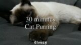 30-min Cat Purring | White noise,  Blue Noise, Baby soothing, Meditation, Nature sounds