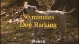 30 minutes Dog Barking | White noise, Blue Noise, Baby soothing, Meditation, Nature sounds