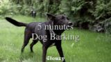 5-min Dog Barking | White noise, Blue Noise, Baby soothing, Meditation, Nature sounds