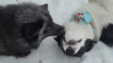 7 month old border collie interacts with foxes Mala Fox, Esmae Fox, and Malachi Fox!