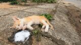 A little angel was poisoned by the side of the road The miracle that saved the kitten's life!