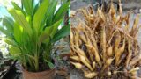Amazing idea, grow finger ginger in terracotta pots in small garden at home