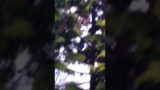 Blue Jay in the shady tree rainy shadows
