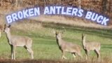 Broken Antlers Buck – A Fighter Goes Down