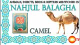 Camel – Animals, Insects, Reptiles & Amphibians in Nahjul Balagha (Peak of Eloquence)#imamali