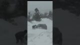 Car stuck in snow drift my neighbour to the rescue. #shorts click below for full video.