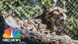 Clouded leopard escapes enclosure at Dallas Zoo
