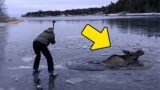 Couple come to the rescue of a desperate moose that fell through a frozen lake