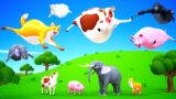 Cows Fly in the sky – Funny animals Become Fat animals | Animals Like a Balloons Flying In The Sky