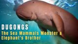 DUGONGS | The Faithful Mammal | Elephant's Brother | The Sea Mammal Monster