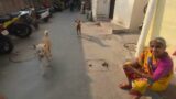 FEEDING STREET DOGS IN INDIA