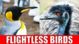 FLIGHTLESS BIRDS | Why Can't Some Birds Fly?