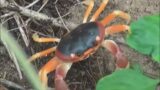 Facts: The Blackback Land Crab
